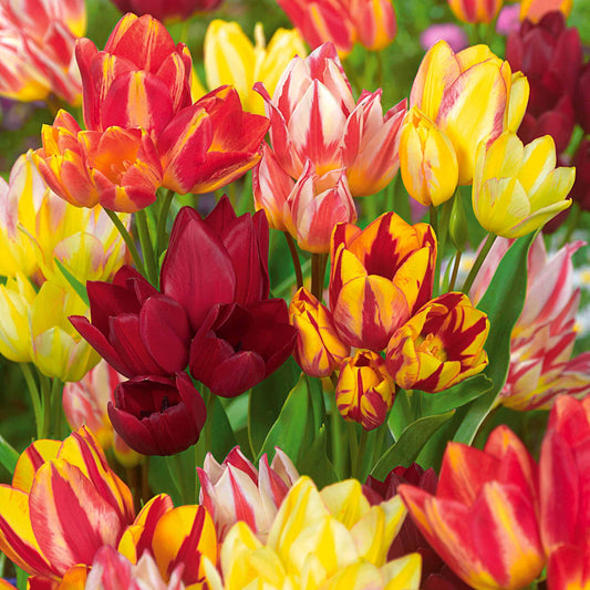 Bakker - 10 Tulipes multiflores en mélange - Tulipa - Bulbes à fleurs