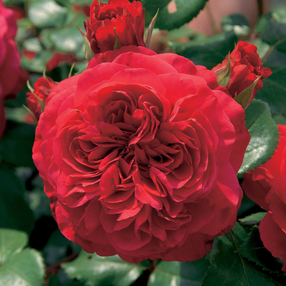 Collection de 2 Rosiers floribunda : Red Leonardo Da Vinci et Leonardo Da Vinci - Rosa floribunda red leonardo da vinci, leonardo da - Bakker