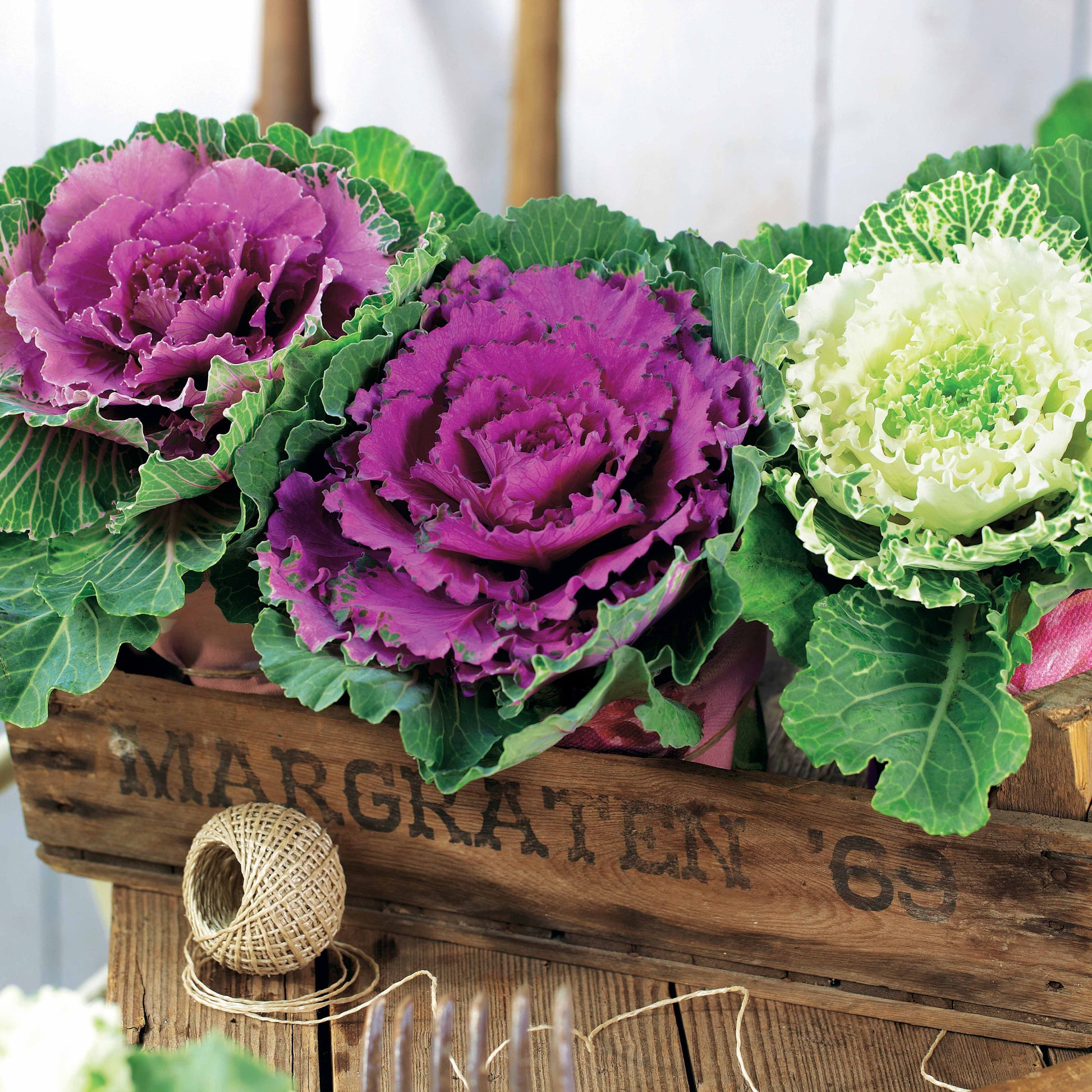 Bakker - 3 Choux décoratifs en mélange - Brassica - Plantes d'extérieur