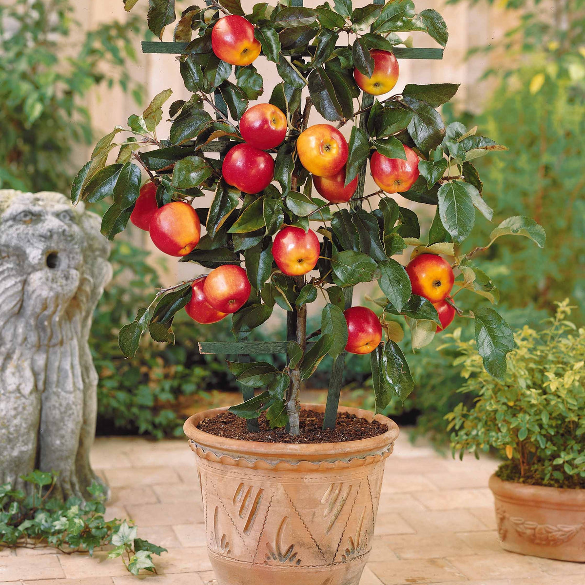 Collection de 4 mini-fruitiers d'été - Pyrus communis, Prunus salicina ,Malus domestica, Prunus avium - Bakker
