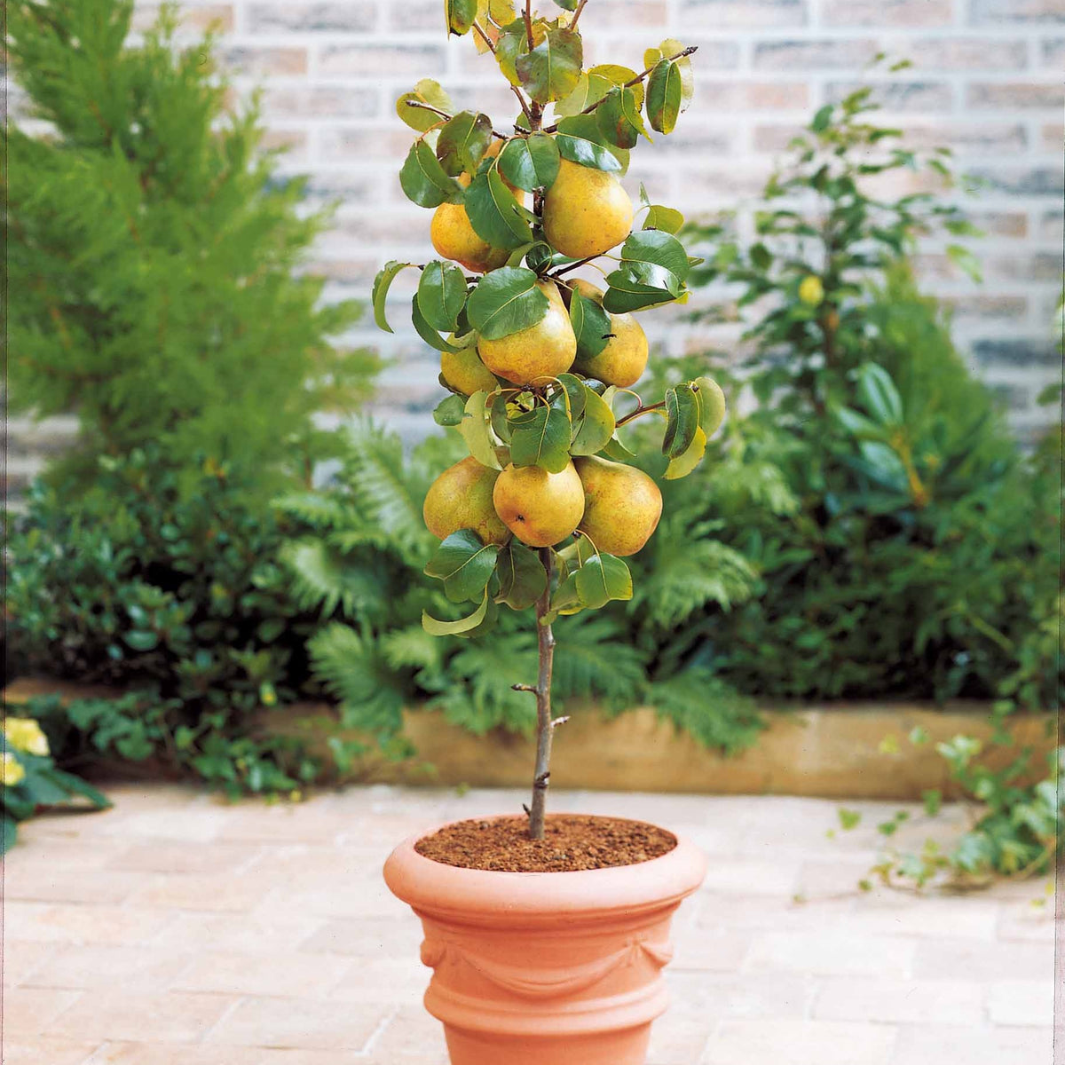 Vente Collection de 4 mini-fruitiers d'été - Pyrus communis, Prunus salicina ,Malus domestica, Prunus avium