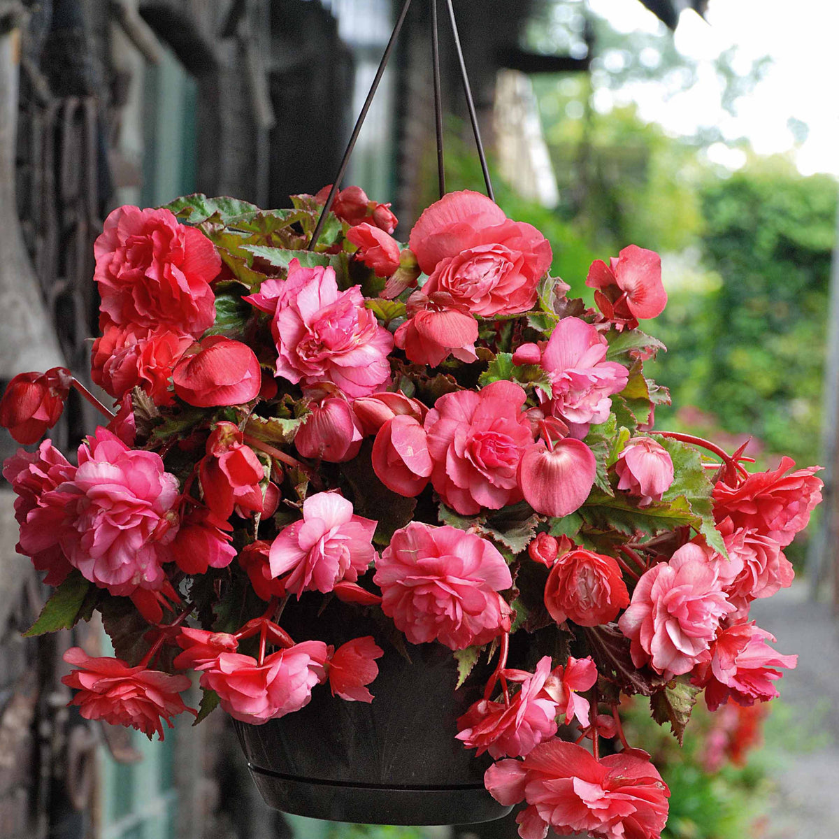 Begonia 'red glory', 'angélique''pink delight' - 9 Bégonias parfumées en mélange - Bulbes de Bégonia