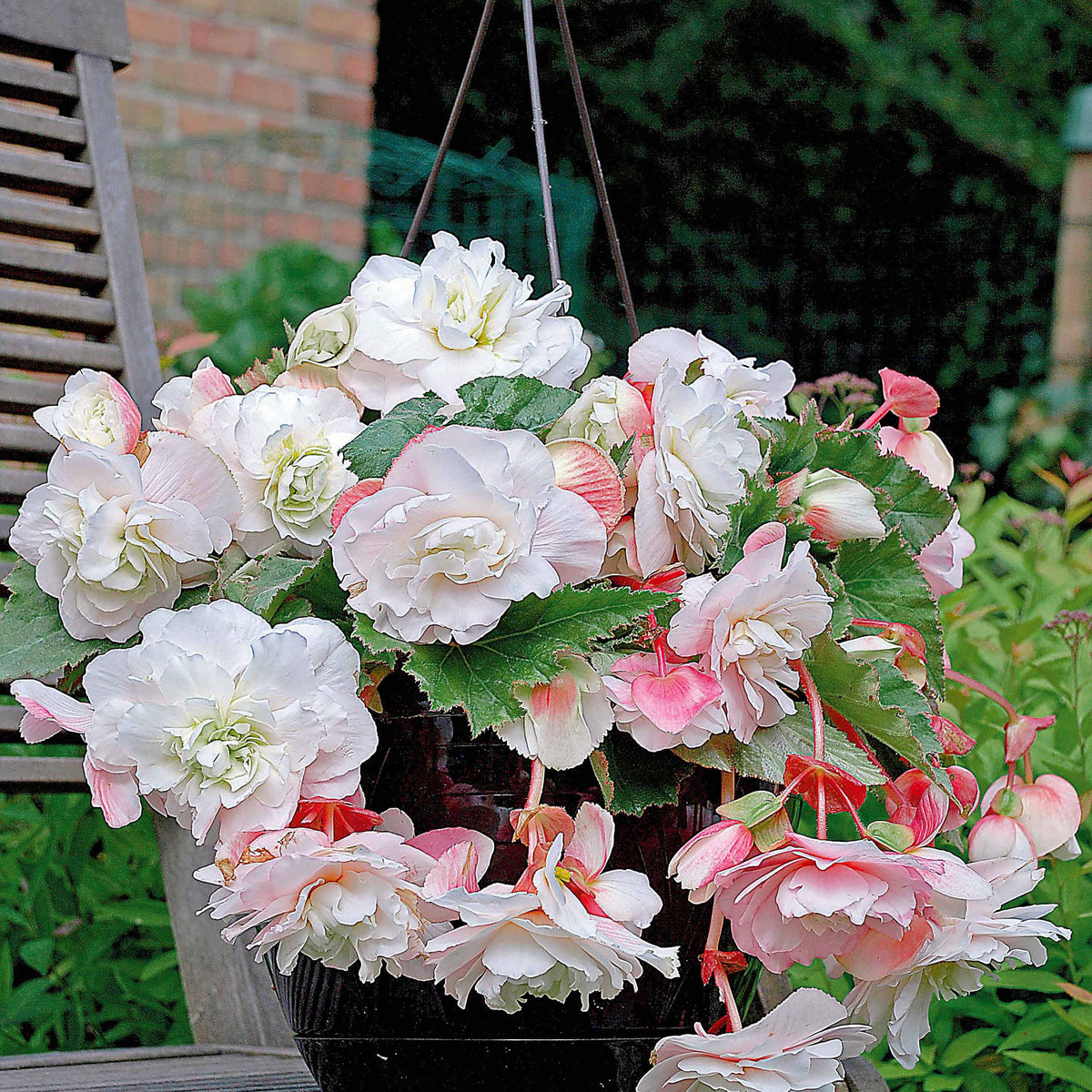 Bulbes de Bégonia - 9 Bégonias parfumées en mélange - Begonia 'red glory', 'angélique''pink delight'