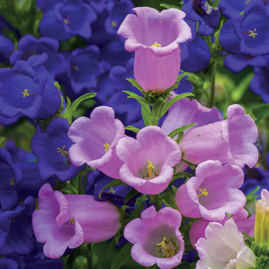 2 Campanules Carillon en mélange - Bakker