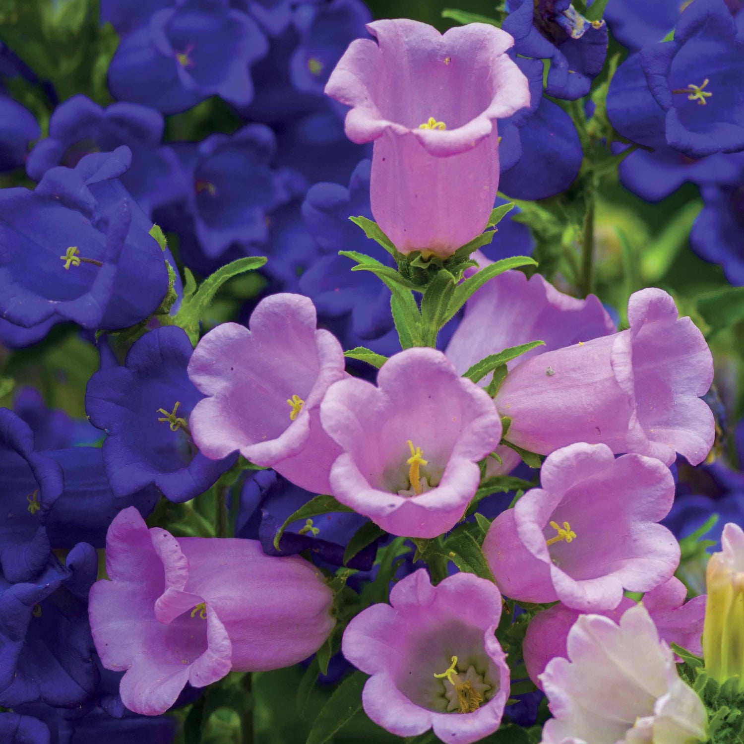 Campanula medium - Campanule médium