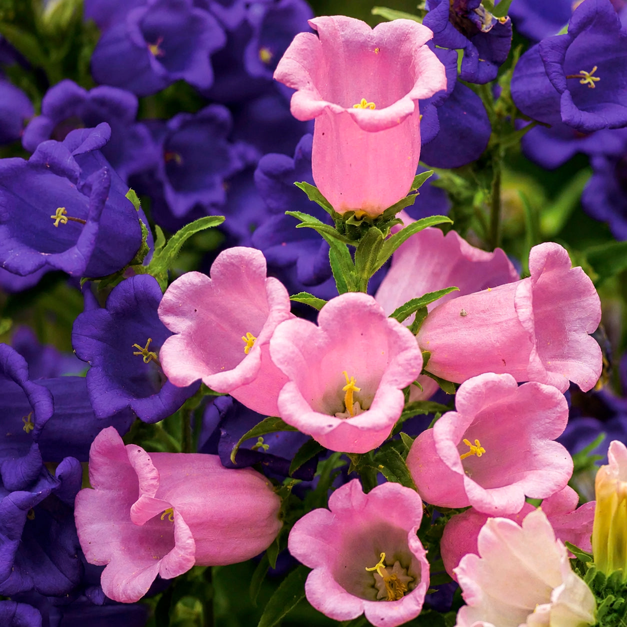 Campanula medium - Campanule médium