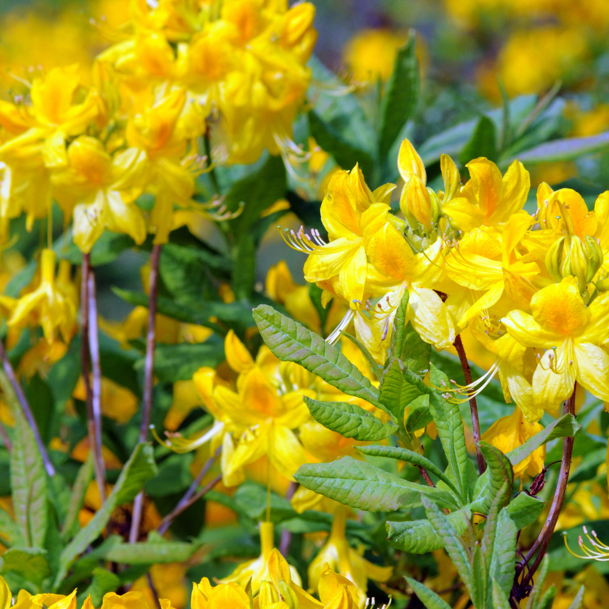 Azalées - Collection d'Azalées de Chine : orangé, jaune, blanche - Rhododendron (Azalea) mollis