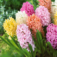 20 Jacinthes pastel en mélange - Hyacinthus - Bulbes à fleurs