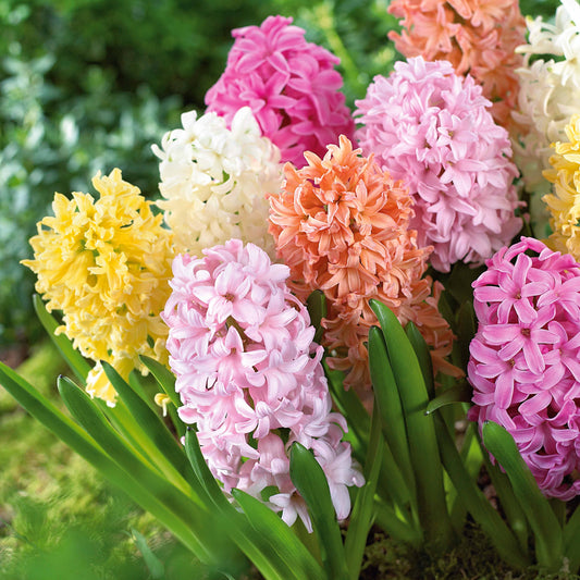 Bakker - 20 Jacinthes pastel en mélange - Hyacinthus - Bulbes à fleurs