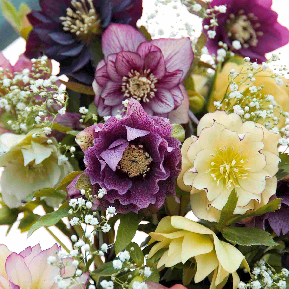 3 Hellébores d'Orient doubles en mélange - Helleborus orientalis - Bakker