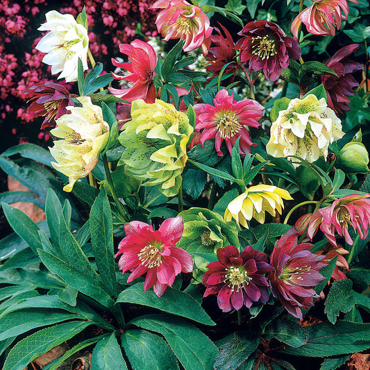 3 Hellébores d'Orient doubles en mélange - Bakker