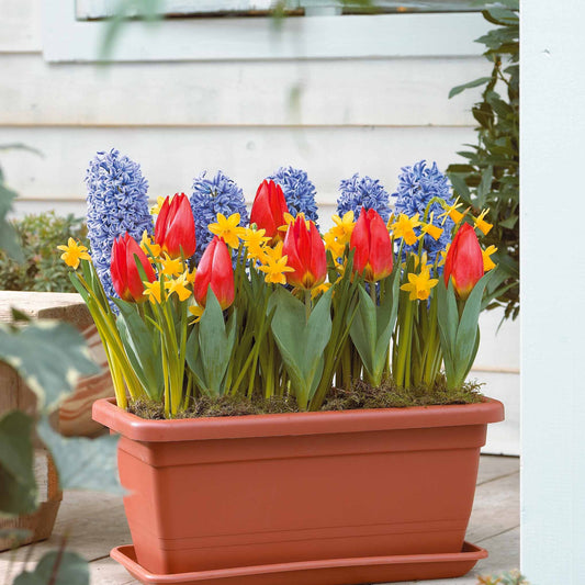 Bakker - Collection Le printemps à la fenêtre - Hyacinthus 'blue jacket',narcissus 'tête à tête', - Bulbes à fleurs