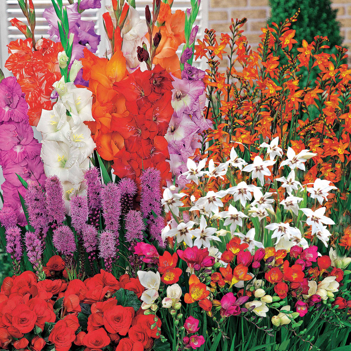 50 Bulbes d'été fleuris en mélange - 1,5 m² - Bakker
