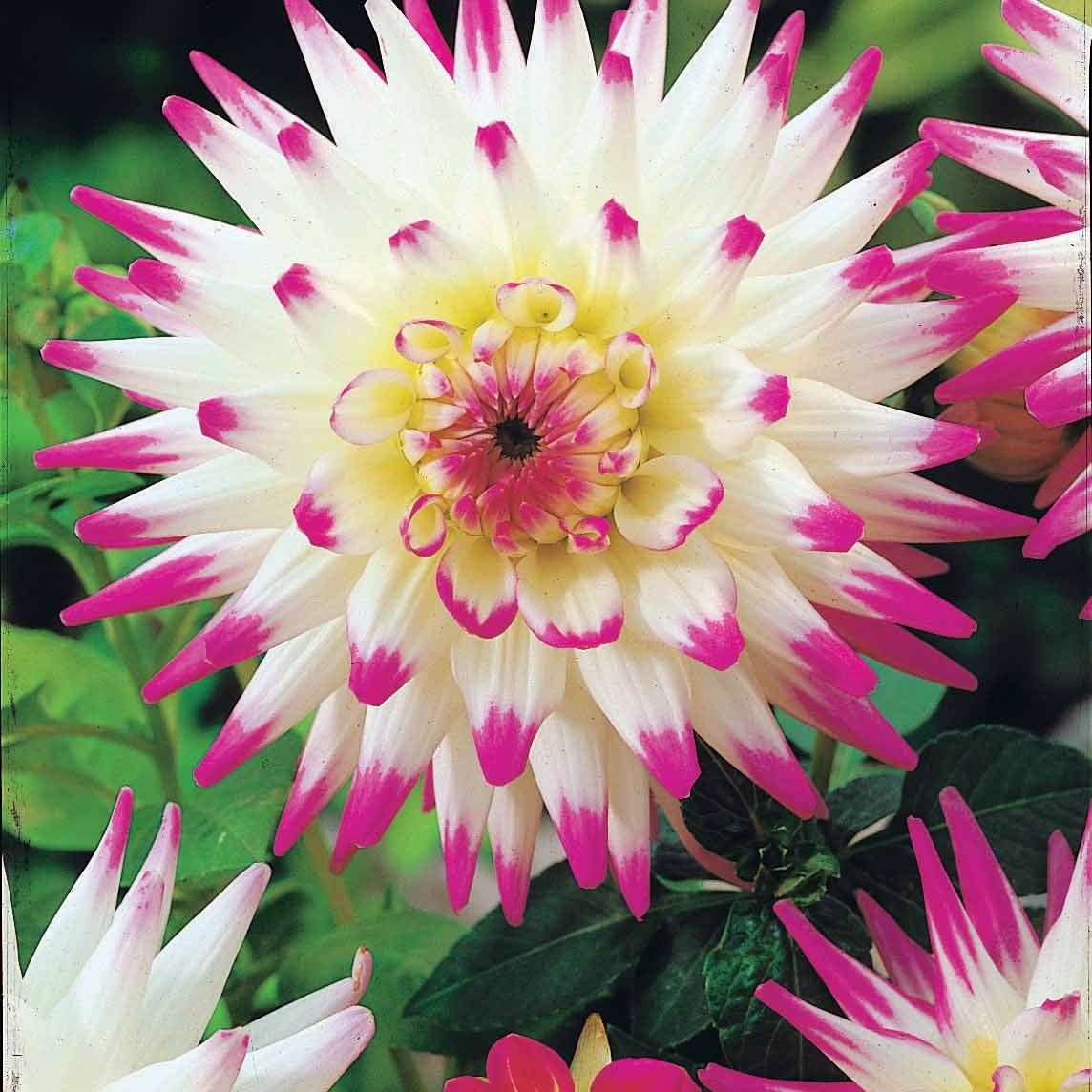 8 Dahlias cactus en mélange - Dahlia 'haley jane', 'purple gem', 'oiseau de feu' - Bakker
