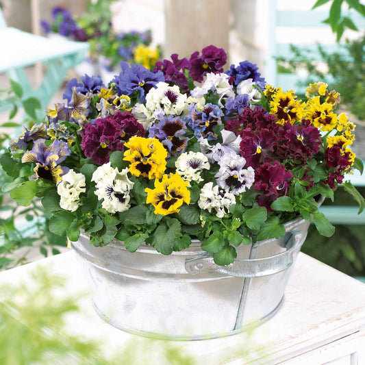 2 Pensées frisées en mélange - Bakker