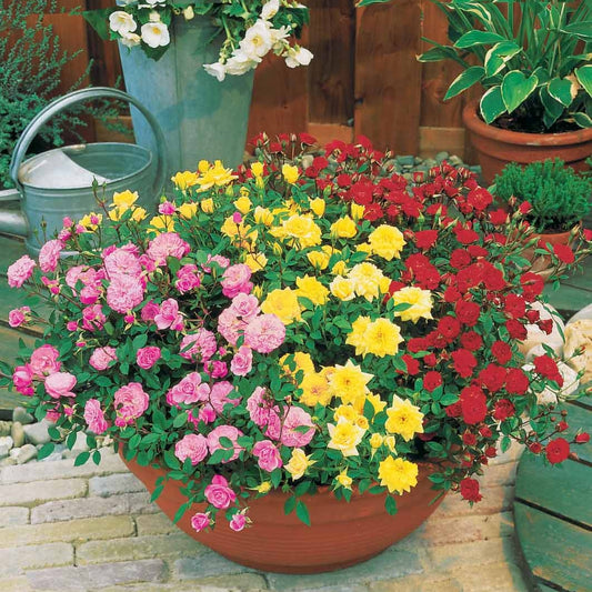 Collection de mini-rosiers pour balcon - Bakker
