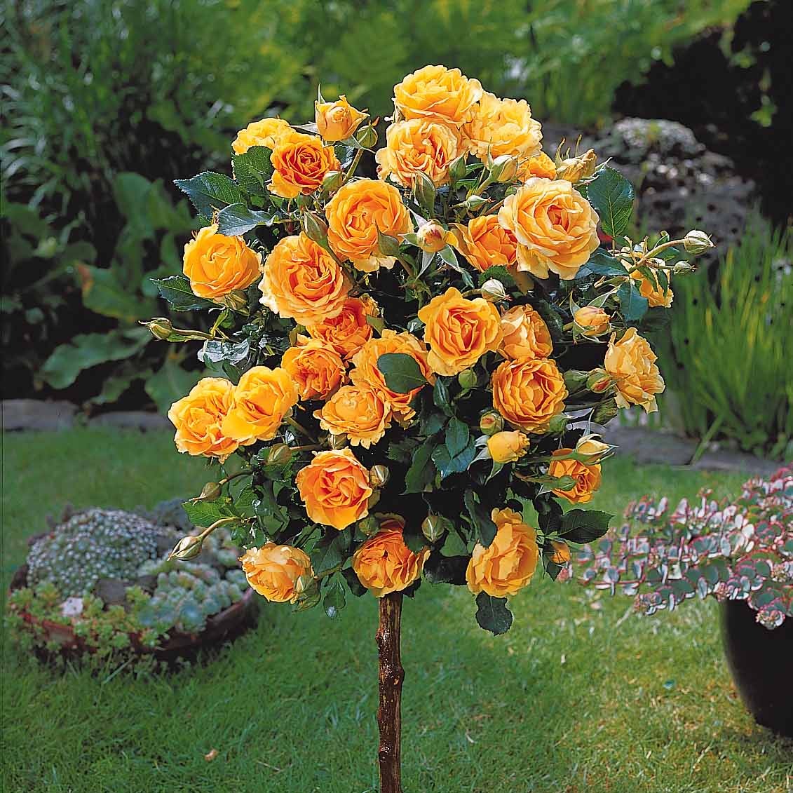 Rosa 'walztime' 'sunsilk''dame de coeur' - Collection de 3 Rosiers tiges : Walztime, Sunsilk, Dame de Cœur - Rosiers tige