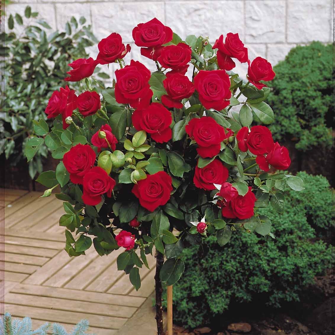 Rosiers tige - Collection de 3 Rosiers tiges : Walztime, Sunsilk, Dame de Cœur - Rosa 'walztime' 'sunsilk''dame de coeur'