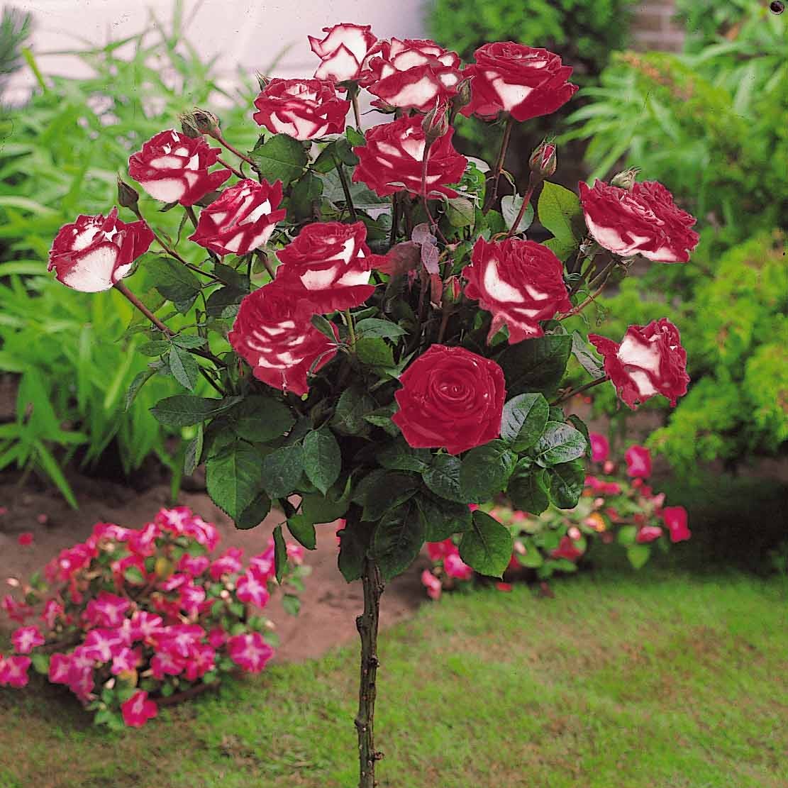 Rosa 'ramona', 'korbin', 'osiria' - Collection de 3 Rosiers tiges : Ramona, Korbin, Osiria - Rosiers tige