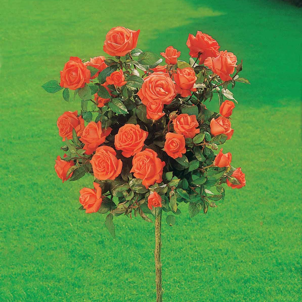 Vente Collection de 3 Rosiers tiges : Ramona, Korbin, Osiria - Rosa 'ramona', 'korbin', 'osiria'