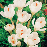 Crocus 'yellow mammouth', 'flower record', 'jeanne