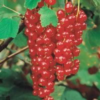 Collection de 4 cassissiers et groseilliers - Ribes rubrum rovada, ribes nigrum neva chereshneva - Bakker