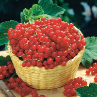 Packs de fruitiers - Collection de 4 cassissiers et groseilliers - Ribes rubrum rovada, ribes nigrum neva chereshneva
