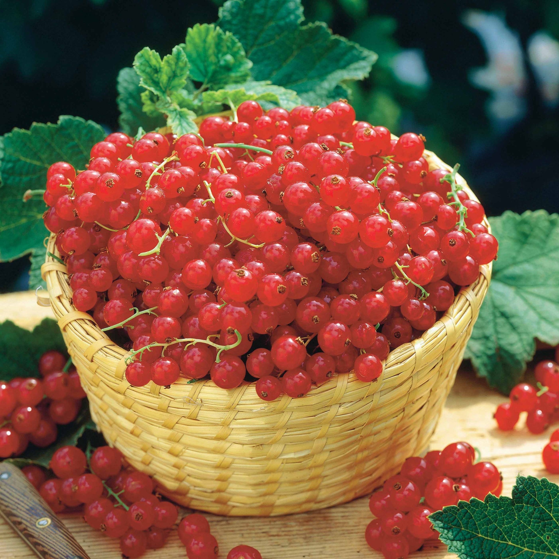 Packs de fruitiers - Collection de 4 cassissiers et groseilliers - Ribes rubrum rovada, ribes nigrum neva chereshneva