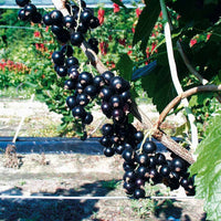 Vente Collection de 4 cassissiers et groseilliers - Ribes rubrum rovada, ribes nigrum neva chereshneva