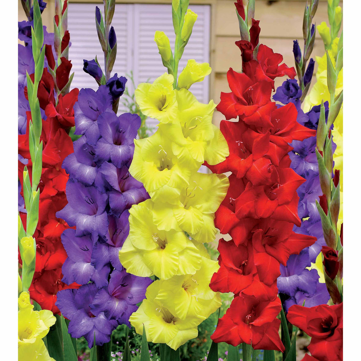 30 Glaïeuls assortis en mélange - Bakker