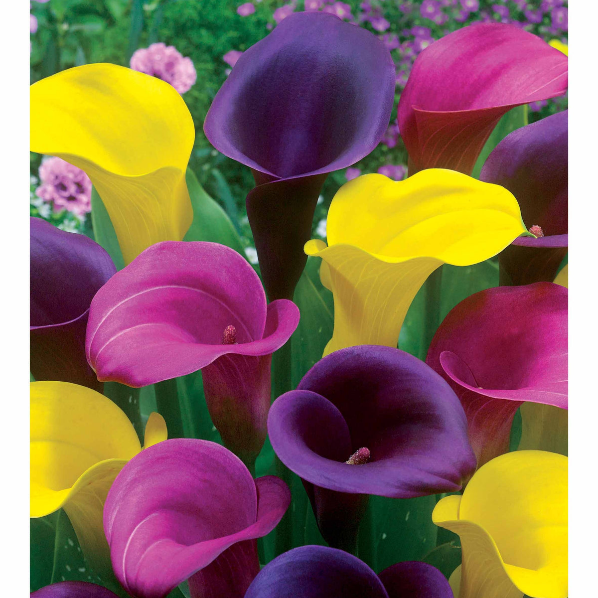 3 Callas rose, jaune, pourpre en mélange - Zantedeschia - Bakker