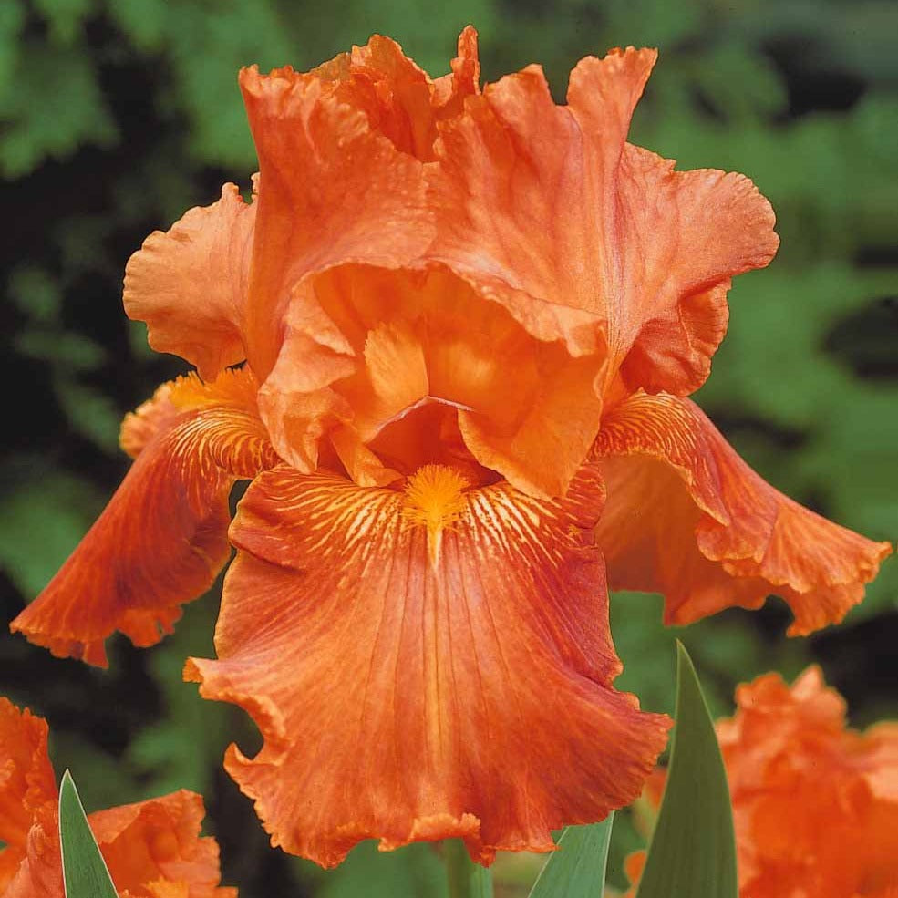2iris profondeur de champ (depht of field) + 2 ir - 6 Iris de jardin noire, orange, rosé en mélange - Vivaces fleuries