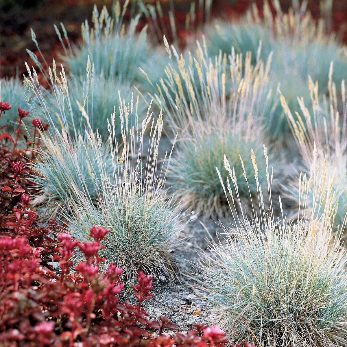 3 Graminées colorées en mélange - Imperata cylindrica Red Baron, Carex oshimensis Evergreen, Festuca glauca - Bakker