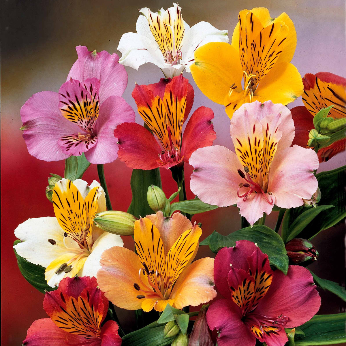 Alstroemeria - 3 Lys des incas en mélange - Alstroemère