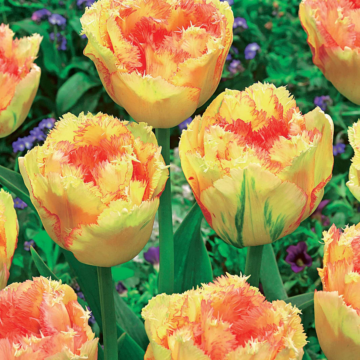 Tulipa queensland, mascotte , vaya con dios - Collection de 15 Tulipes frangées : Queensland, Mascotte, Vaya con Dios - Bulbes de Tulipe