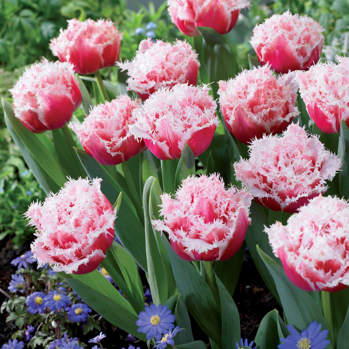 Bulbes de Tulipe - Collection de 15 Tulipes frangées : Queensland, Mascotte, Vaya con Dios - Tulipa queensland, mascotte , vaya con dios