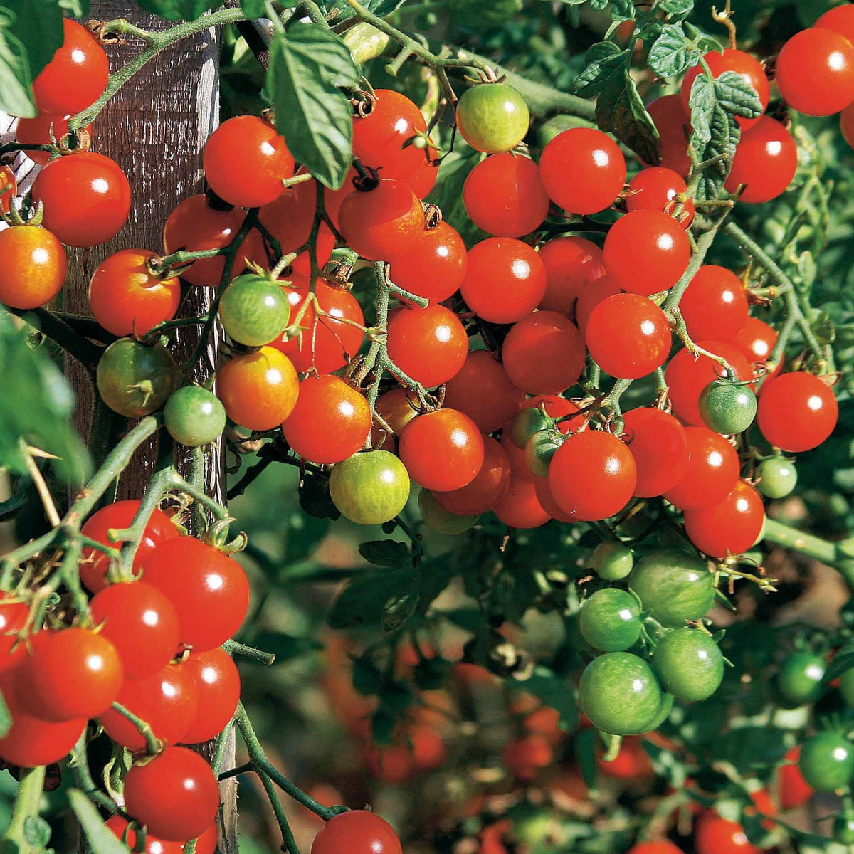Vente Collection de Tomates - Collection 4 tomates : Rose de Berne, Roma, Merveille des marchés, Sw