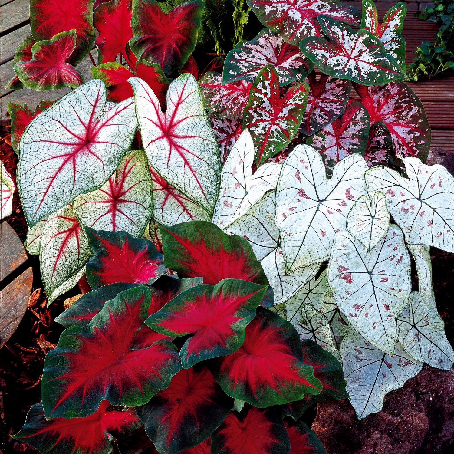 Caladium