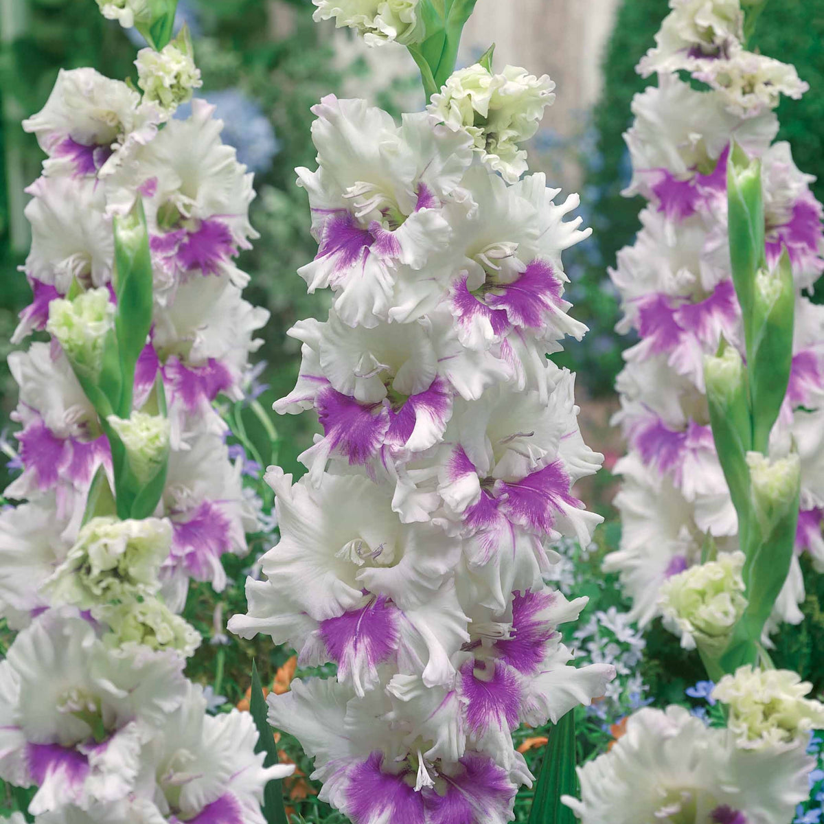 Gladiolus 'kirov','saratov','katherina' - Collection de 30 Glaïeuls perroquets - Bulbes de Glaïeul