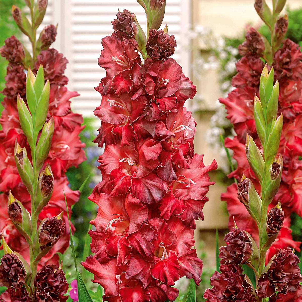 Bulbes de Glaïeul - Collection de 30 Glaïeuls perroquets - Gladiolus 'kirov','saratov','katherina'