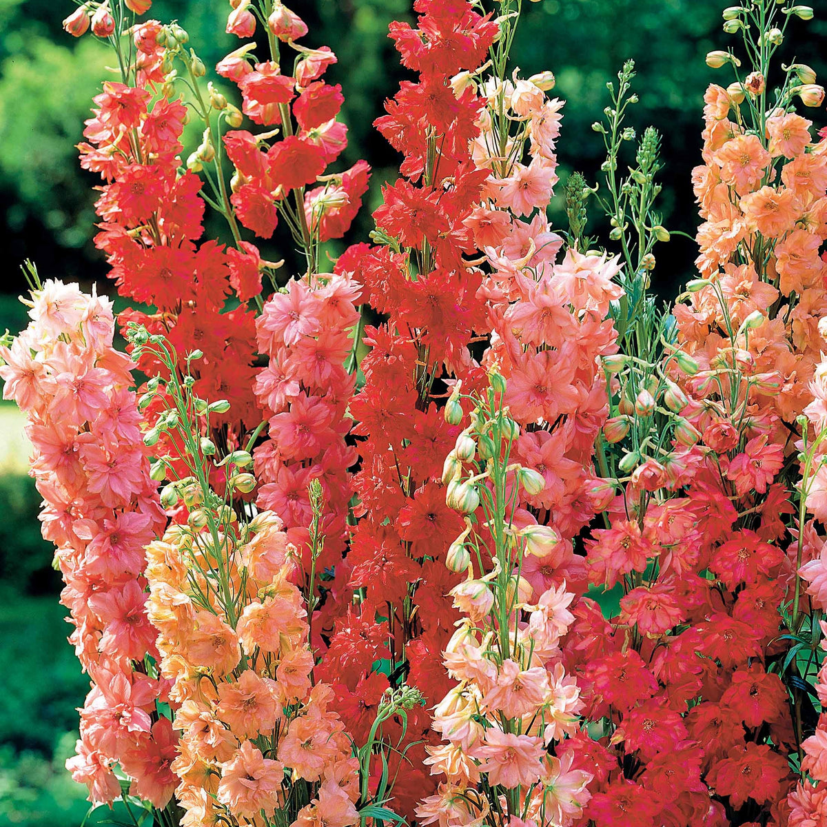 3 Delphiniums rouges en mélange - Bakker