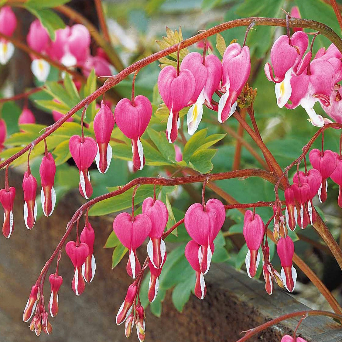 Vente 4 Coeur de Marie en mélange - Dicentra spectabilis