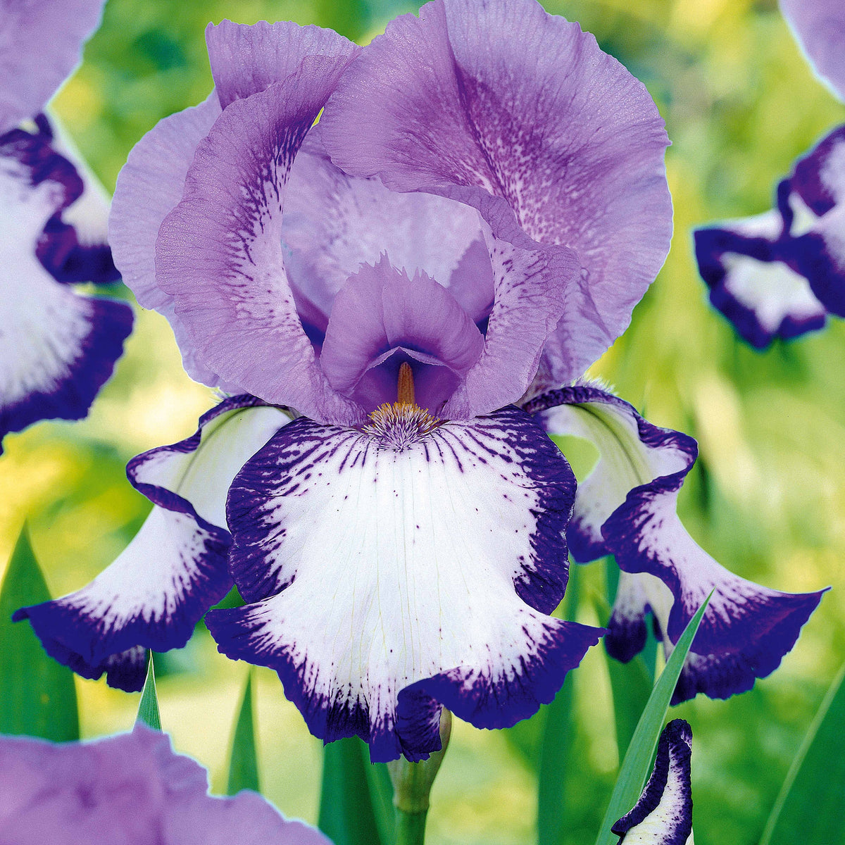 Iris germanica  (2 lasso, 2 bordure, 2 sangreal) - Collection de 6 Iris de jardin : Lasso, Bordure, Sangreal - Iris des jardins
