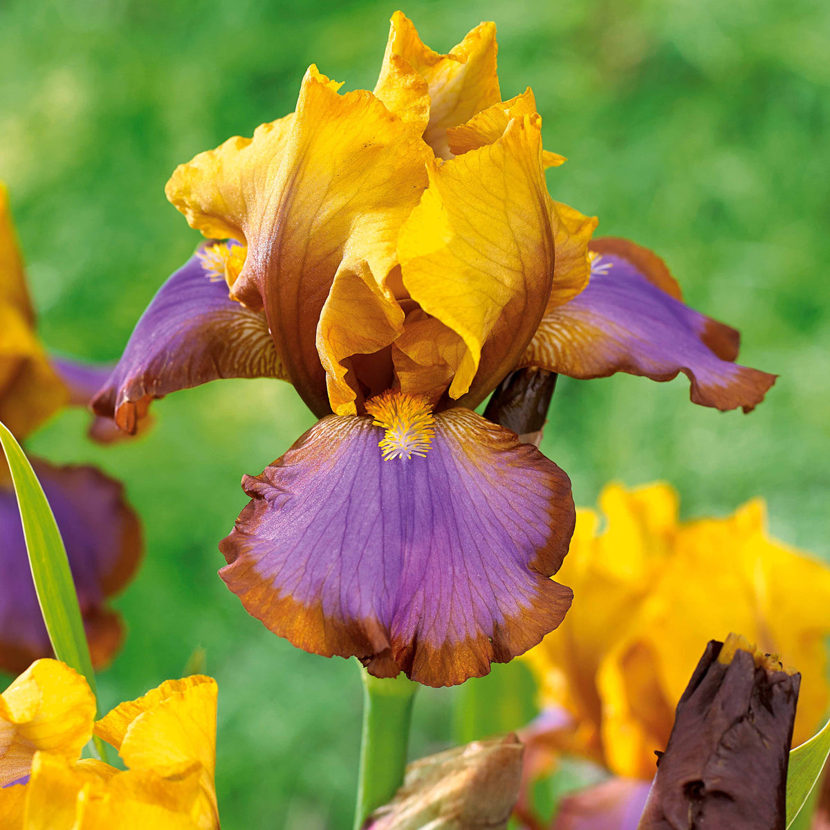 Iris des jardins - Collection de 6 Iris de jardin : Lasso, Bordure, Sangreal - Iris germanica  (2 lasso, 2 bordure, 2 sangreal)
