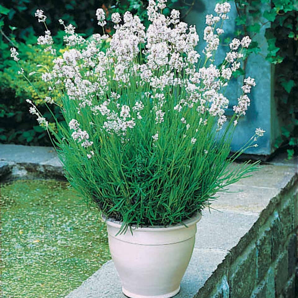 Lavande - Collection de 4 Lavandes blanches et roses - Lavandula angustifolia alba, rosea