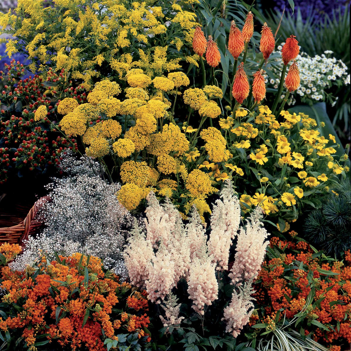 Collection fantaisie de 14 plantes vivaces  - 2 m² - Bakker