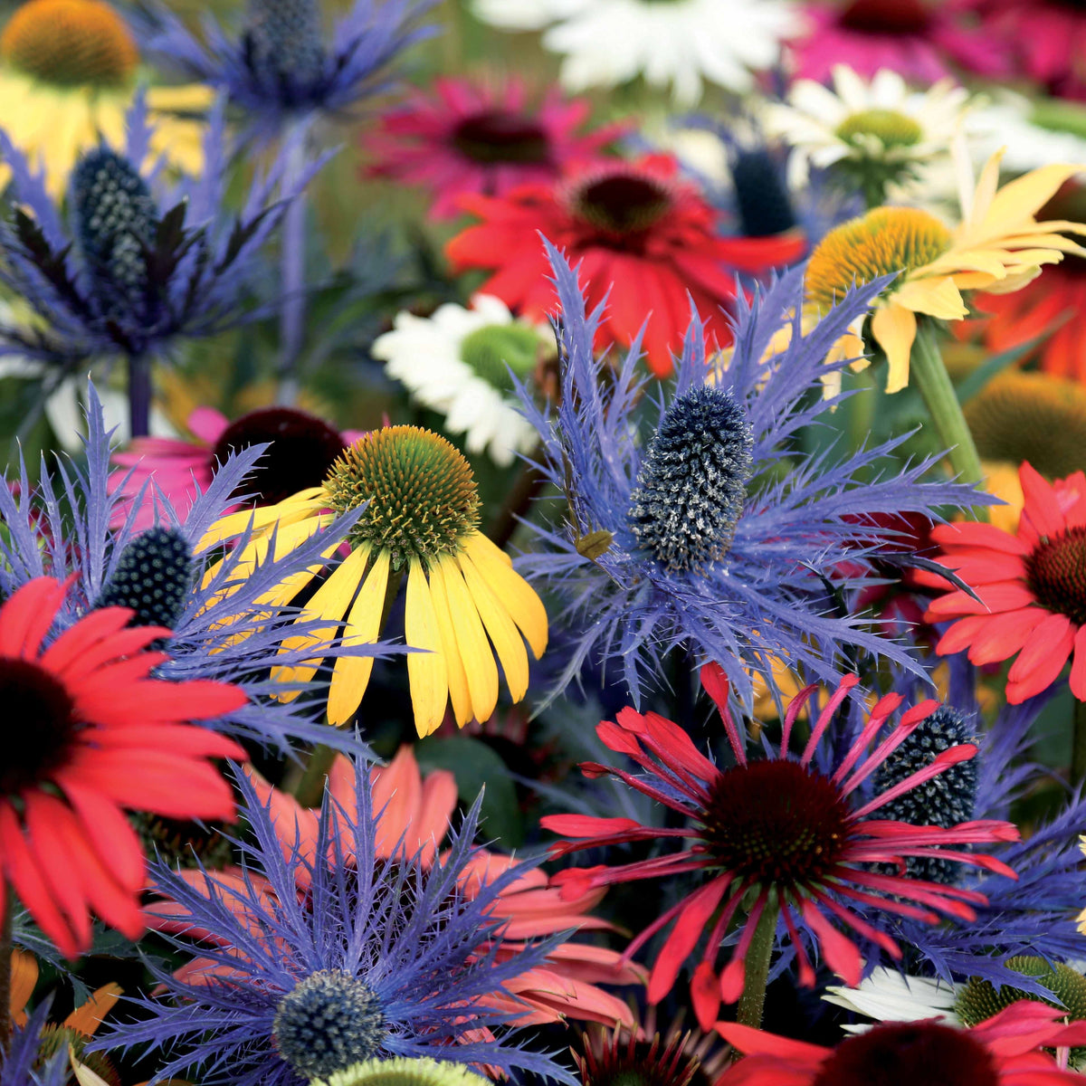 3 Rudbeckias et Chardon bleu en mélange - Rudbeckia, eryngium alpinum - Bakker