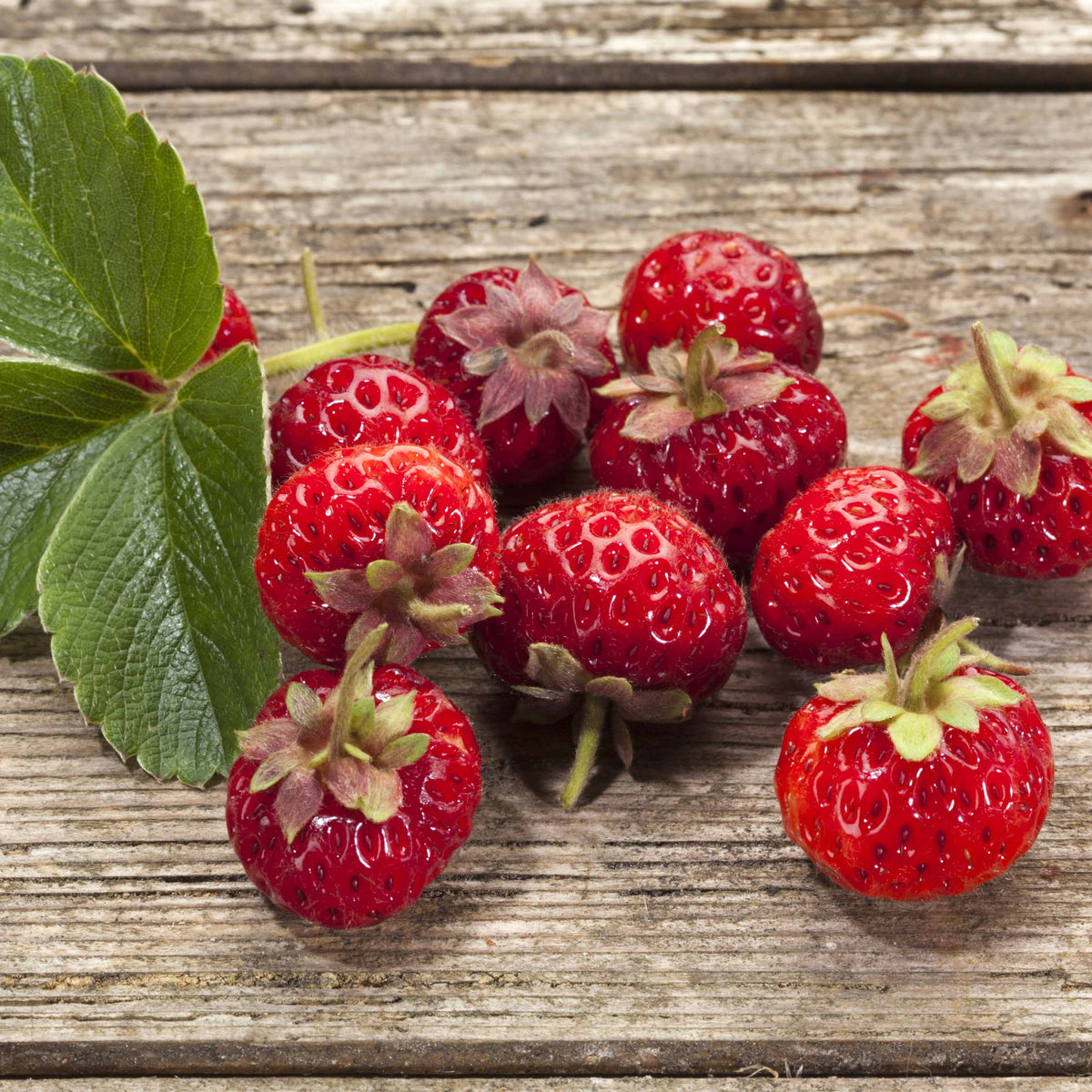 Collection de 4 fraisiers originaux - Fragaria pineberry ® framberry ® - Bakker