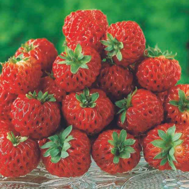 Fraisiers - Collection de 4 fraisiers originaux - Fragaria pineberry ® framberry ®