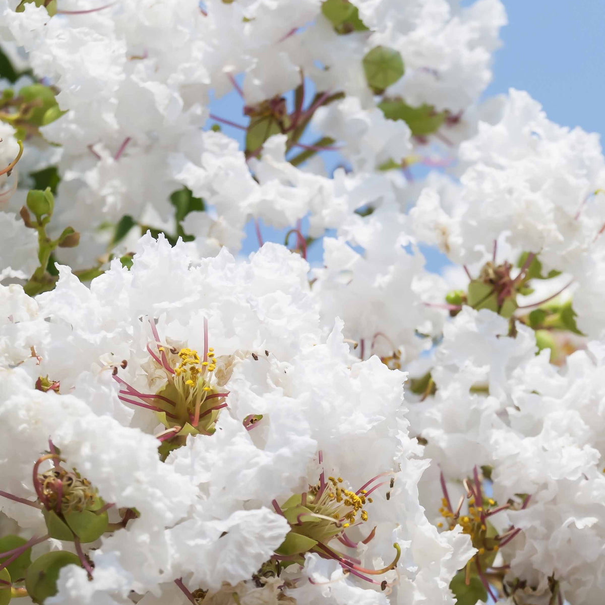Vente Collection de 3 Lilas des Indes : rouge, violet, blanc - Lagerstroemia indica